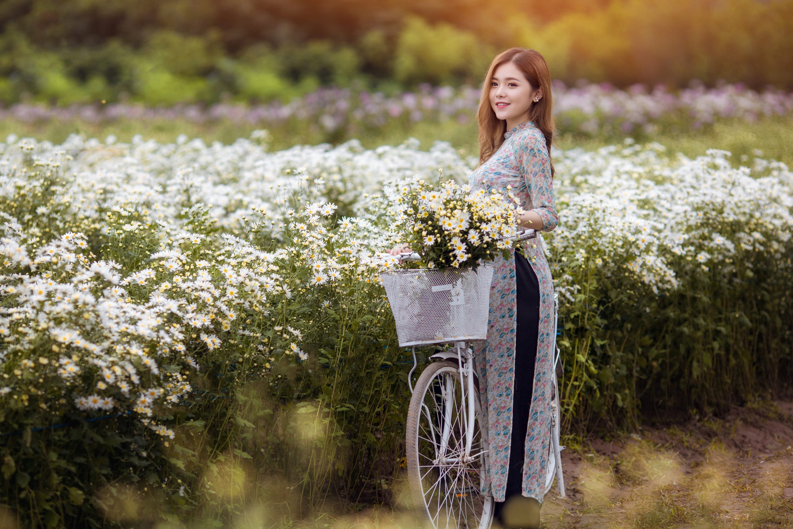 Bộ ảnh cô gái mặc áo dài trắng, tay ôm hoa cúc họa mi, đứng bên xe đạp cũ