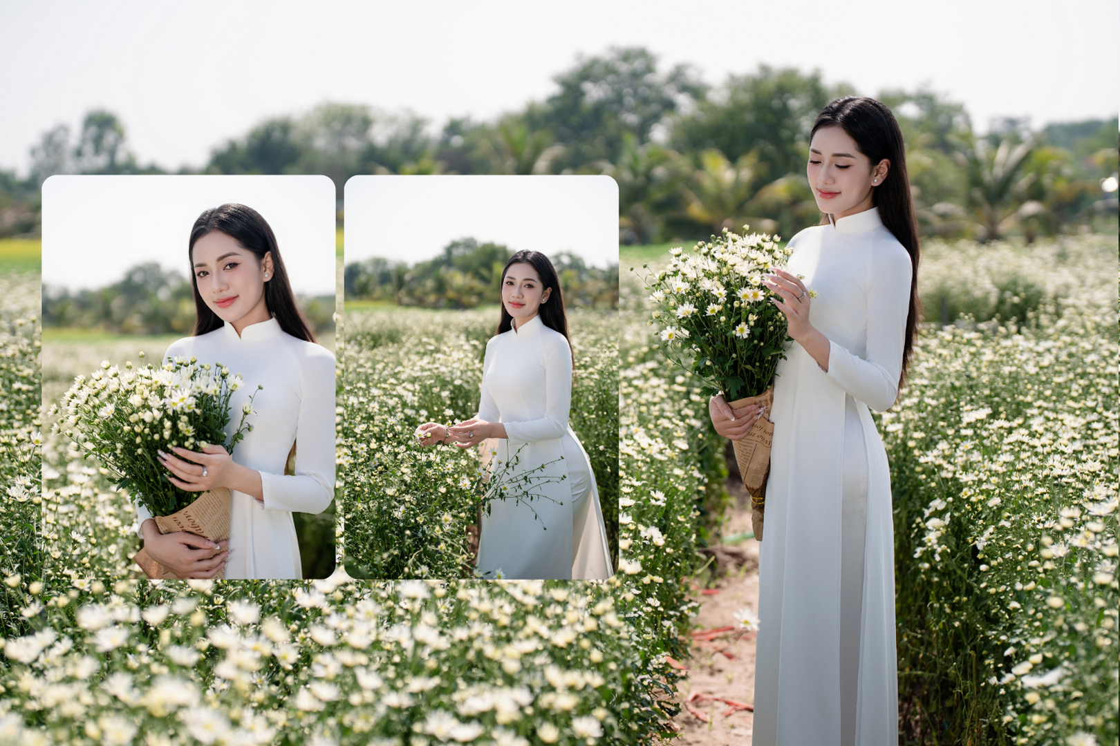 Bí Kíp Check-in Mùa Hoa Cúc Họa Mi Đẹp Nhất Tại Hà Nội (3)