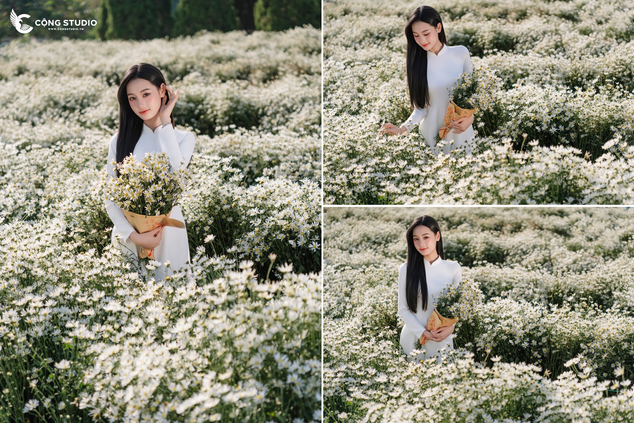 Chụp Ảnh Cúc Họa Mi Hà Nội