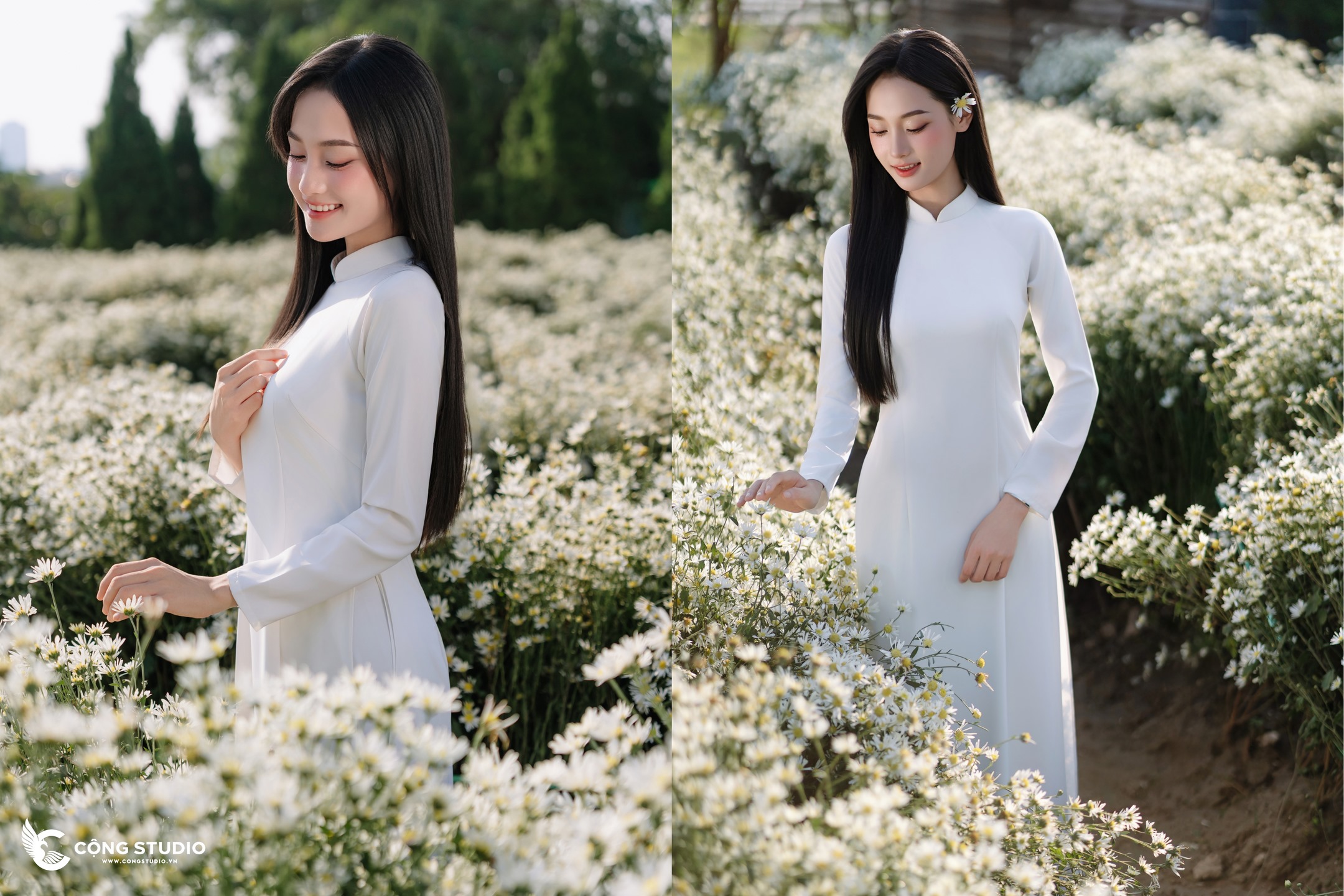 Chụp Ảnh Cúc Họa Mi Hà Nội