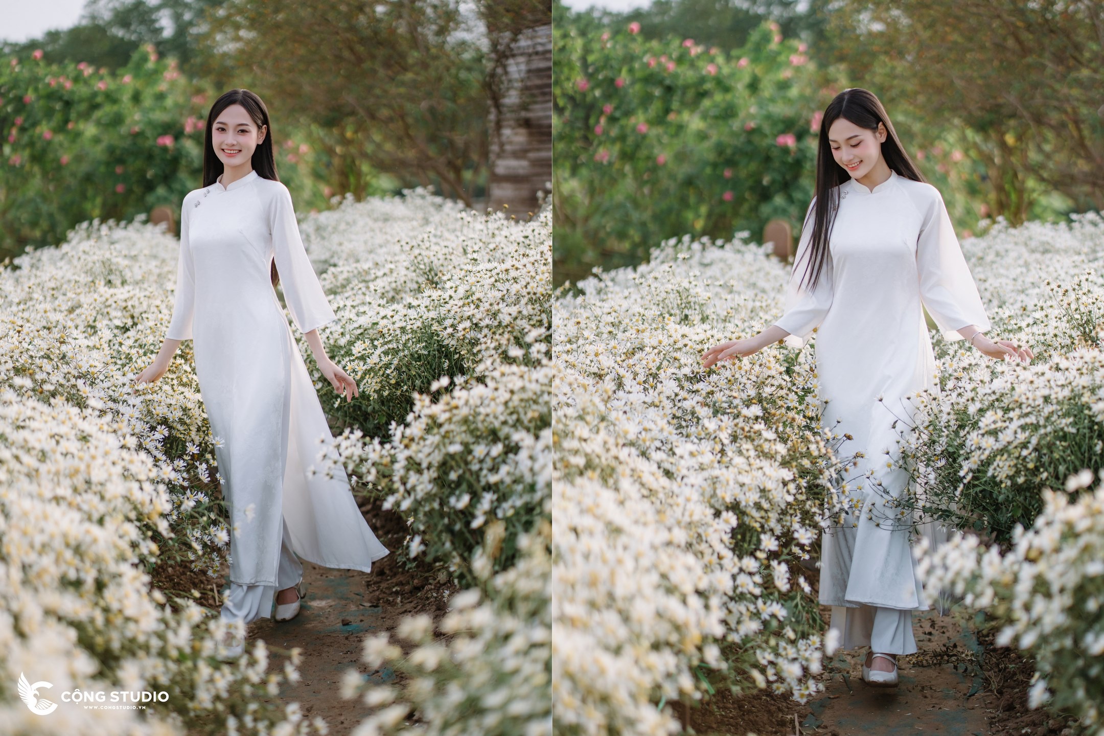 Chụp Ảnh Cúc Họa Mi Hà Nội